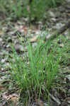 Thorne's sedge